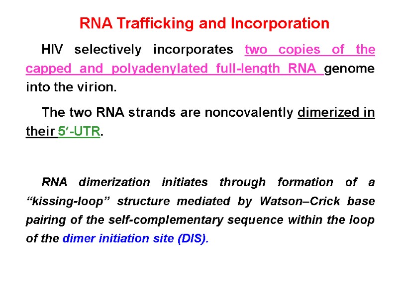 RNA Trafficking and Incorporation HIV selectively incorporates two copies of the capped and polyadenylated